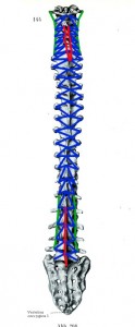 脊柱の単関節筋群